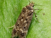 Bryotropha affinis Gelechiidae