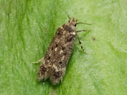 Bryotropha affinis