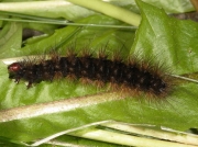 2058 Cream-spot Tiger (Arctia villica) caterpillar