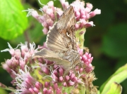 2441 Silver Y (Autographa gamma)