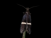 0844-0850 Syncopacma species