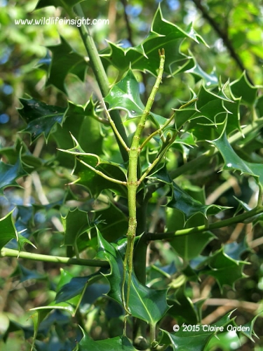 Unarmed Stick-insect (Acanthoxyla inermis) on bramble Helford Estuary