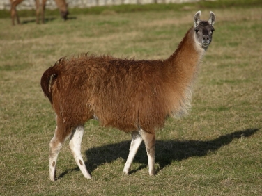 Llama