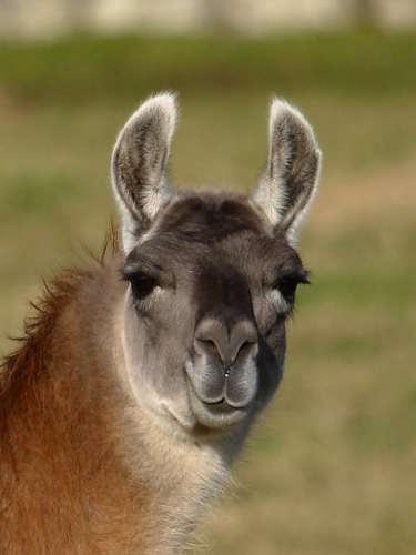 Llama