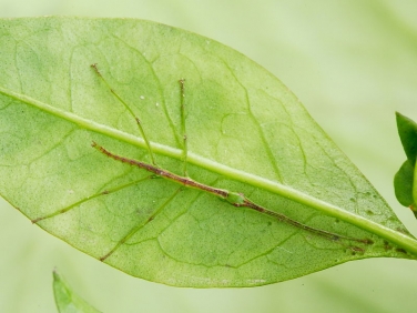 Unarmed Stick-insect (Acanthoxyla inermis) - nymph