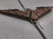 Hawkmoth-Ambulyx-species-unconfirmed-Malaysia