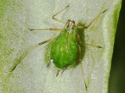 Aphid Aphidoidea