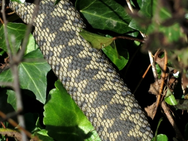 Adder (Vipera berus)