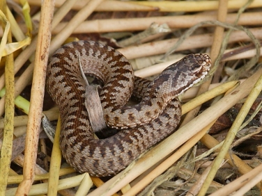 Adder (Vipera berus)