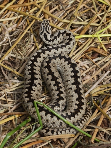 Adder (Vipera berus)