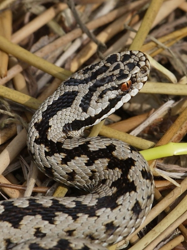 Adder (Vipera berus)
