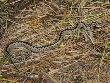 Adder (Vipera berus)