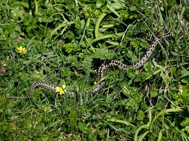 Adder (Vipera berus) - male