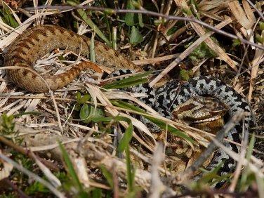 Adder (Vipera berus) - male and female