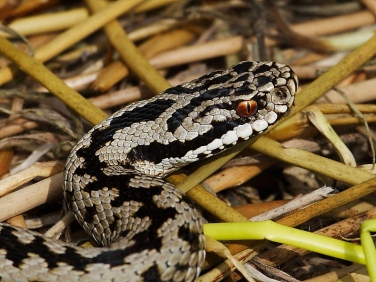 Adder (Vipera berus)