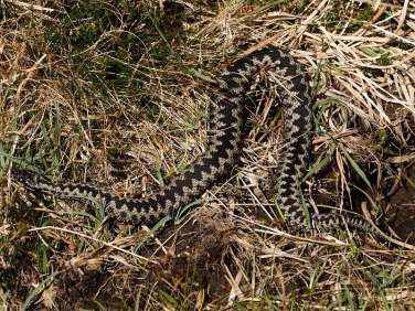 Adder (Vipera berus) - male