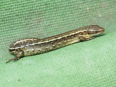 Common Lizard or Viviparous Lizard (Zootoca vivipara)
