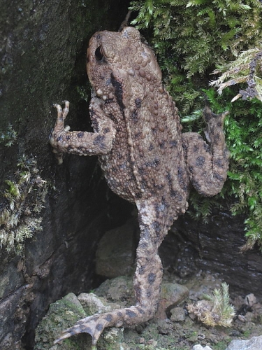 Common Toad (Bufo bufo)