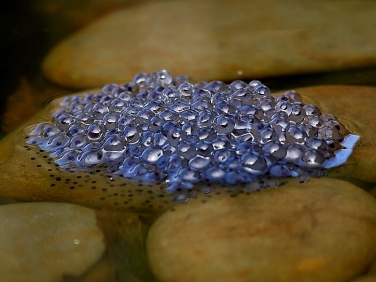 Common Frog (Rana temporaria) - frogspawn
