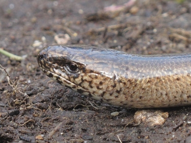 Slow Worm (Anguis fragilis)