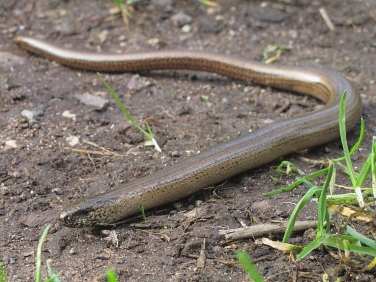 Slow Worm (Anguis fragilis)