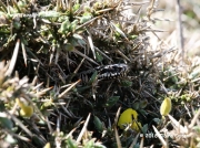 Adder (Vipera berus) -  the venomous Common European Viper at Porthgwarra Cornwall © 2018 Claire Ogden