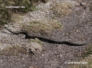 Adder (Vipera berus) - male of the venomous Common European Viper at Porthgwarra Cornwall © 2018 Steve Ogden