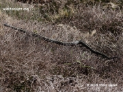 Adder (Vipera berus) -  the venomous Common European Viper at Porthgwarra Cornwall © 2018 Steve Ogden