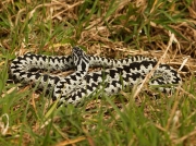 Adder (Vipera berus) - male