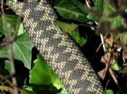 Adder (Vipera berus)
