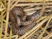Adder (Vipera berus)