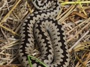 Adder (Vipera berus)
