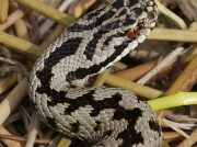 Adder (Vipera berus)