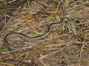 Adder (Vipera berus)