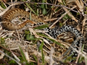 Adder (Vipera berus) - male and female