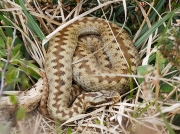Adder (Vipera berus) - female