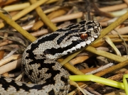 Adder (Vipera berus)