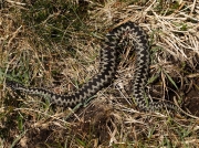 Adder (Vipera berus) - male