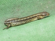 Common Lizard or Viviparous Lizard (Zootoca vivipara)