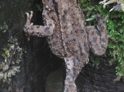 Common Toad (Bufo bufo)