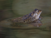 Common Frog (Rana temporaria)