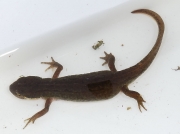 Common Newt or Smooth Newt (Lissotriton vulgaris)