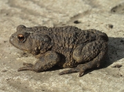 Common Toad (Bufo bufo)