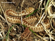 Adder (Vipera berus) - female at Poldhu Cove, Cornwall