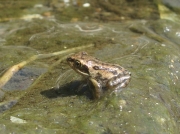 Common Frog (Rana temporaria) - froglet