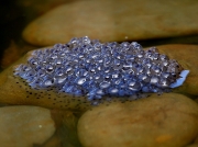 Common Frog (Rana temporaria) - frogspawn