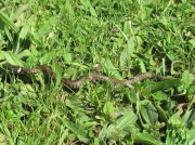 Grass Snake (Natrix natrix)