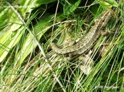 Common Lizard or Viviparous Lizard (Zootoca vivipara)