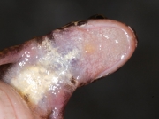 Palmate Newt (Lissotriton helveticus) - female throat