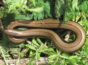 Slow Worm (Anguis fragilis)